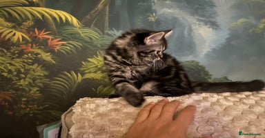 Persian cats - Advert 7