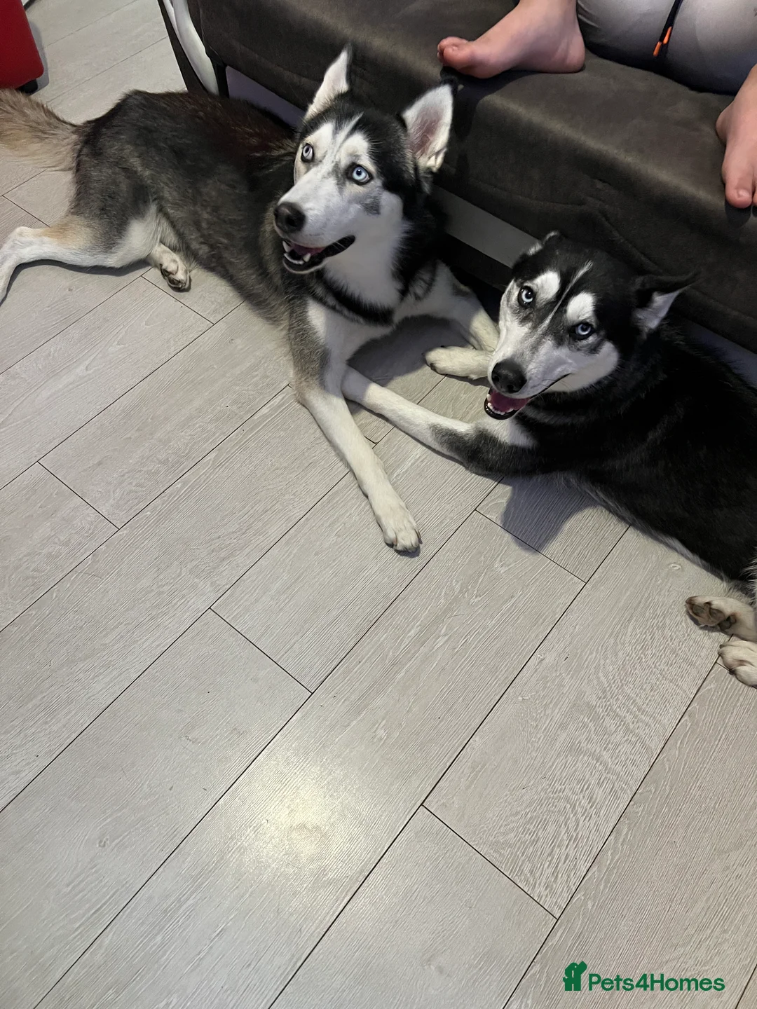 Siberian Husky dogs for sale: Siberian Husky - Advert 9