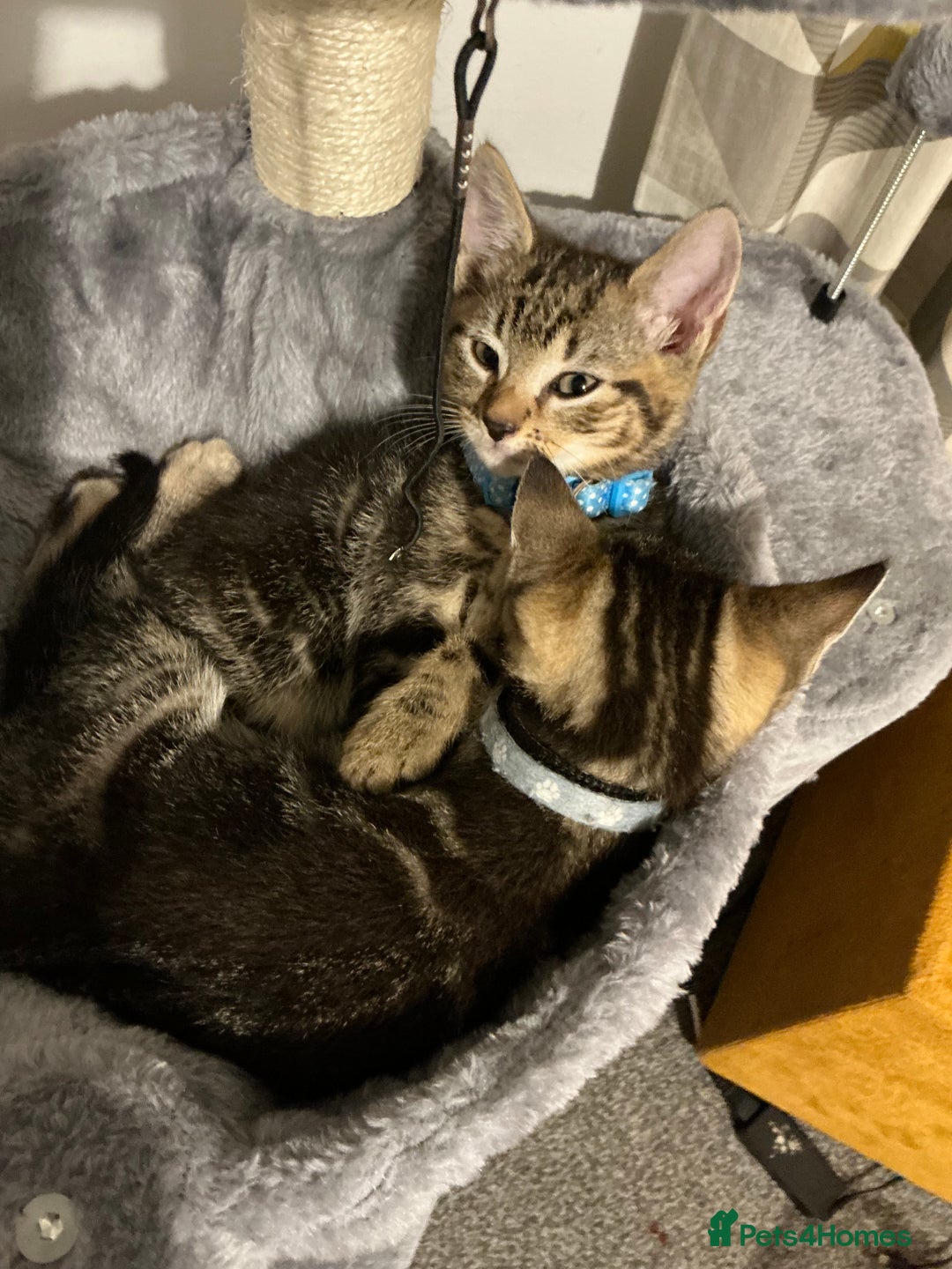 Mixed Breed cats for sale: 2 tabby males - Image 1
