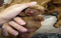 Labrador Retriever dogs for sale: KC Registered Labrador Puppies - Call  **  - Image 7