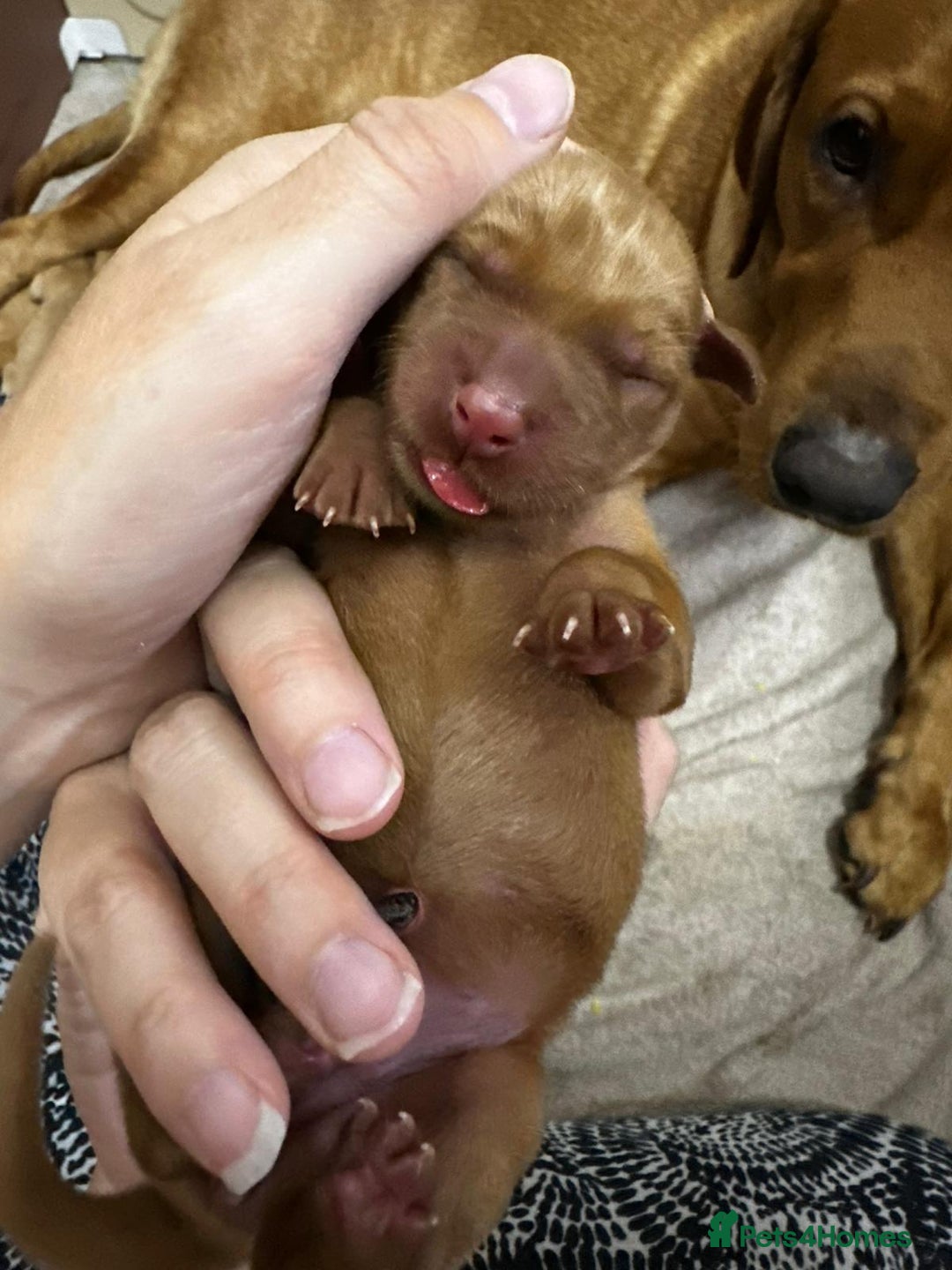 Labrador Retriever dogs for sale: KC Registered Labrador Puppies - Call  **  - Image 7