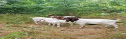 Goats livestock for sale: Boer goats in Deeside - Advert 6