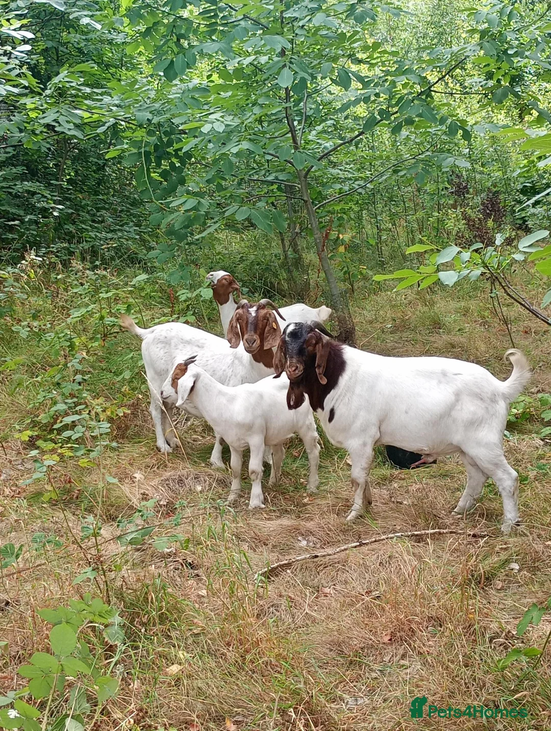 Goats livestock for sale: Boer goats in Deeside - Advert 6