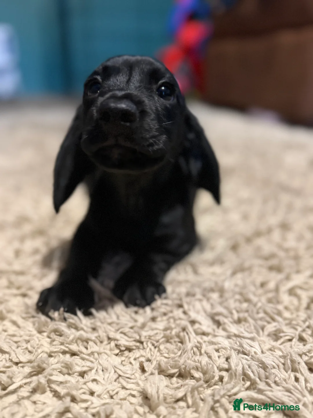 Mixed Breed dogs for sale: Dachshund/ Springer Spaniel puppies - Advert 2