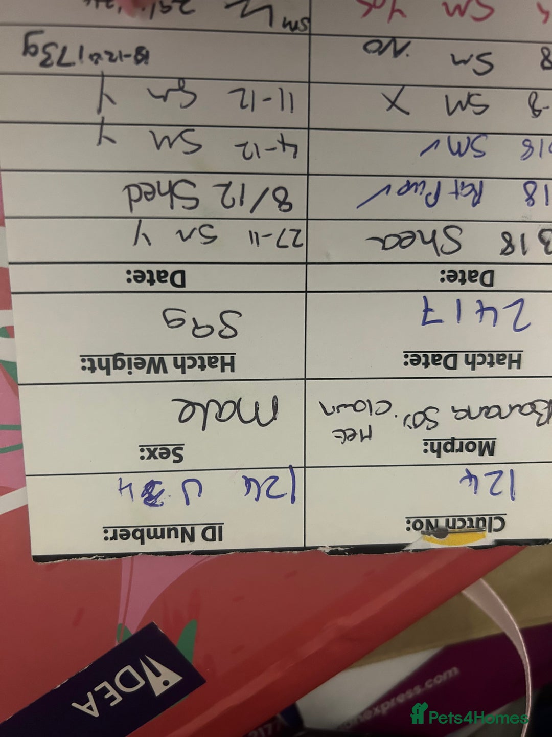 Python Snake reptiles for sale: Royal ball python ( banana)  - Advert 3