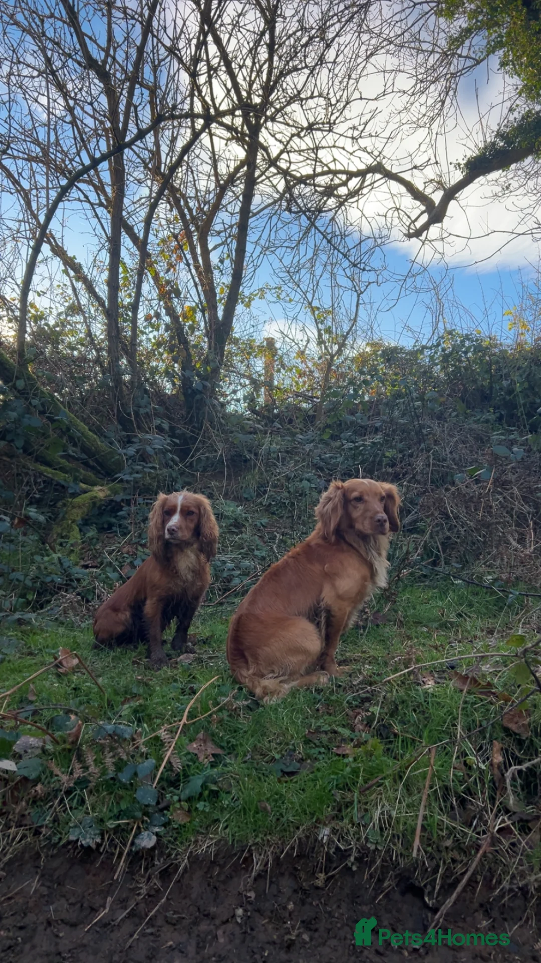 Cocker Spaniel dogs for sale: Working Cocker Spaniel puppies  in Winkleigh - Advert 2