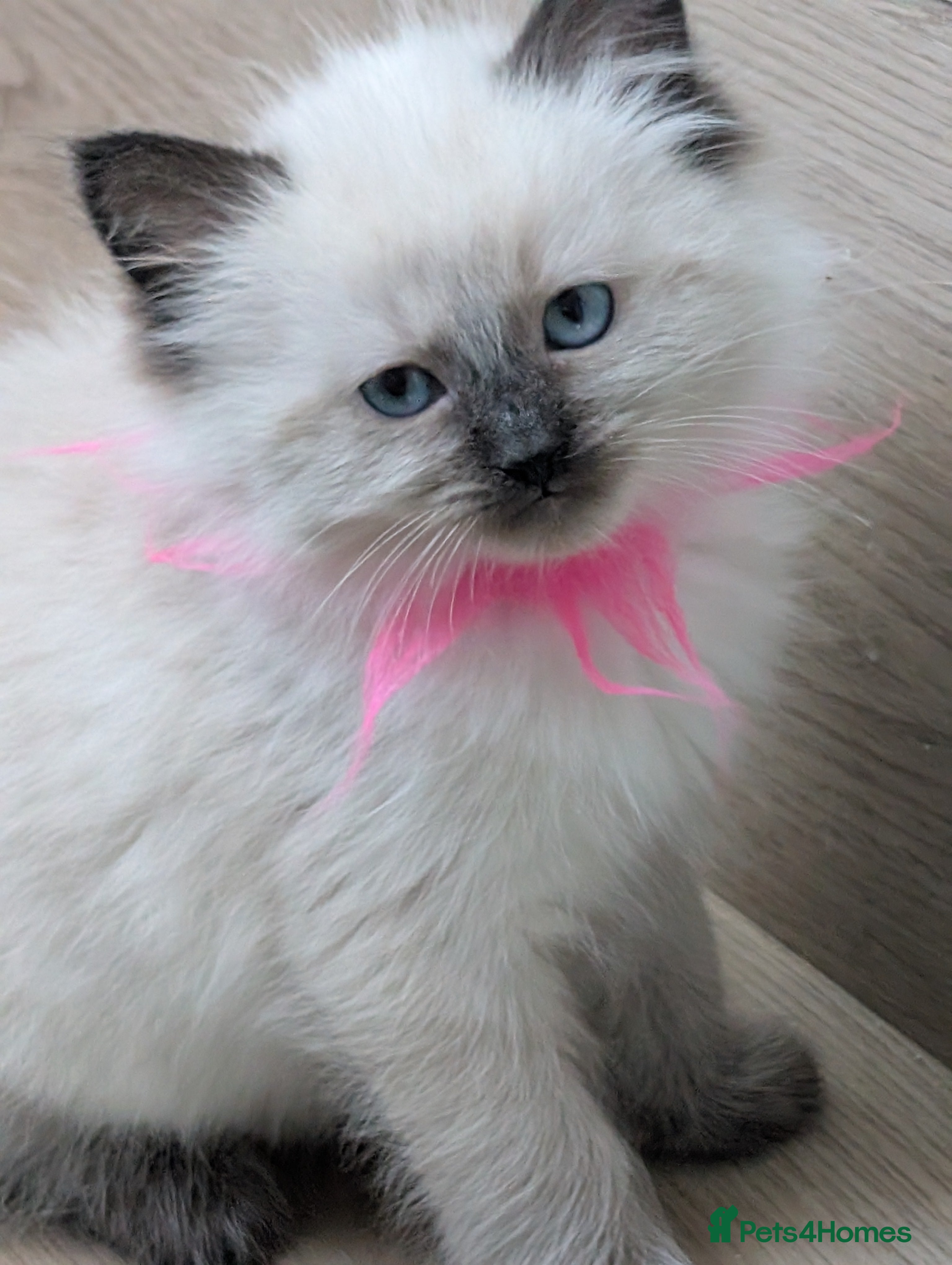 Ragdoll cats Kitty Ragdoll  - Advert 2