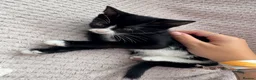 Mixed Breed cats for sale: 6 female kittens  in Reading - Advert 7