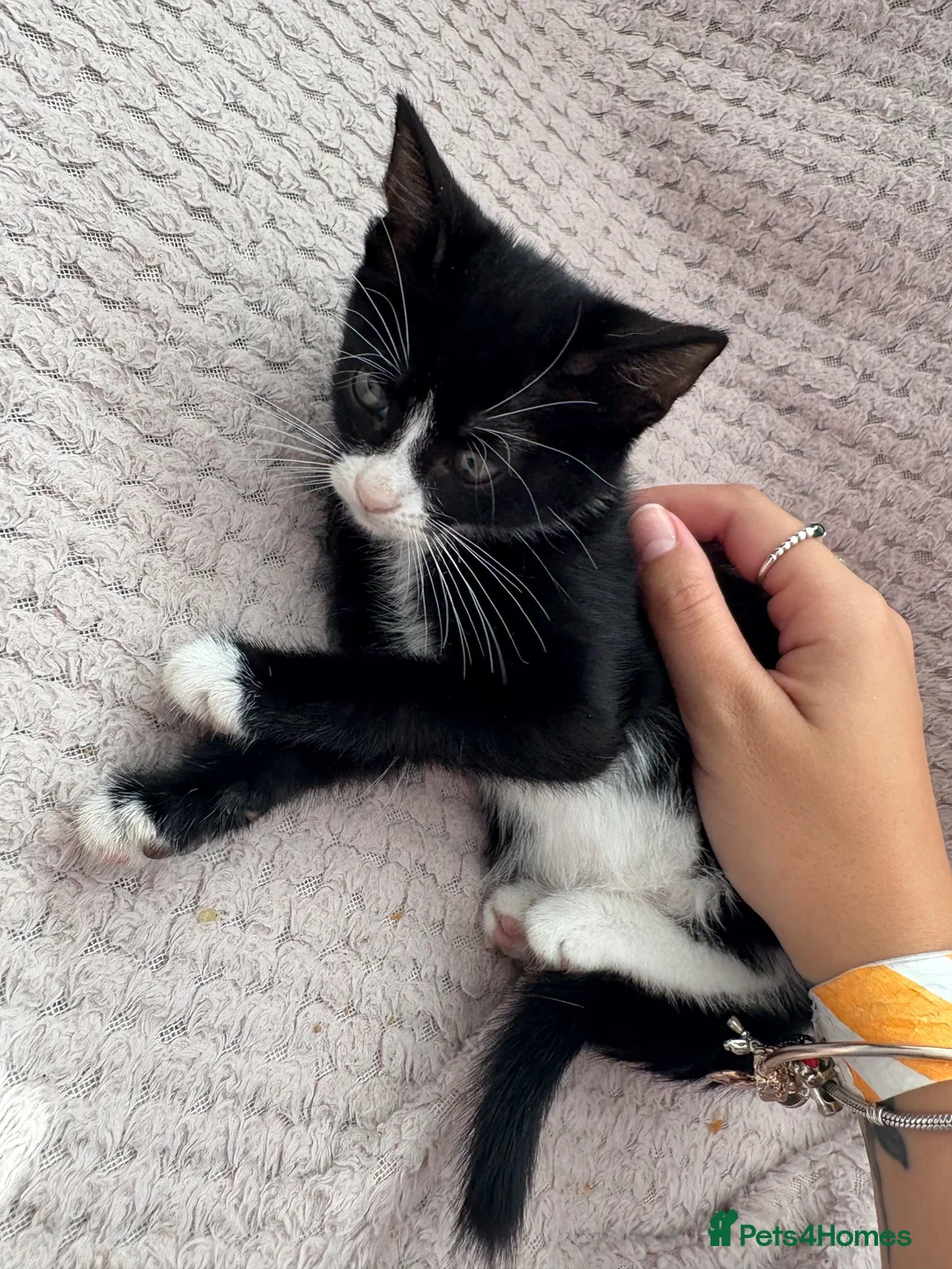 Mixed Breed cats for sale: 6 female kittens  in Reading - Advert 7