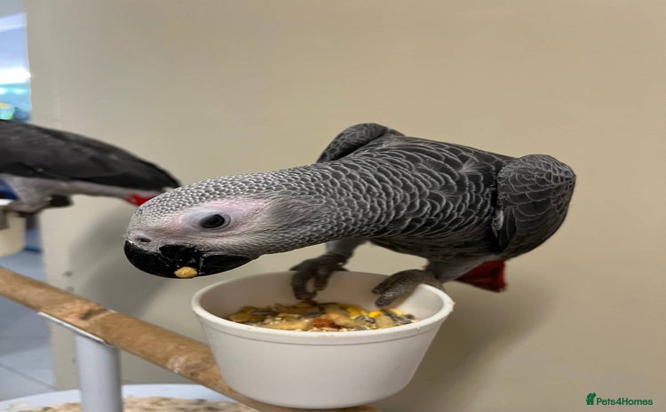 Parrots birds - Advert 1