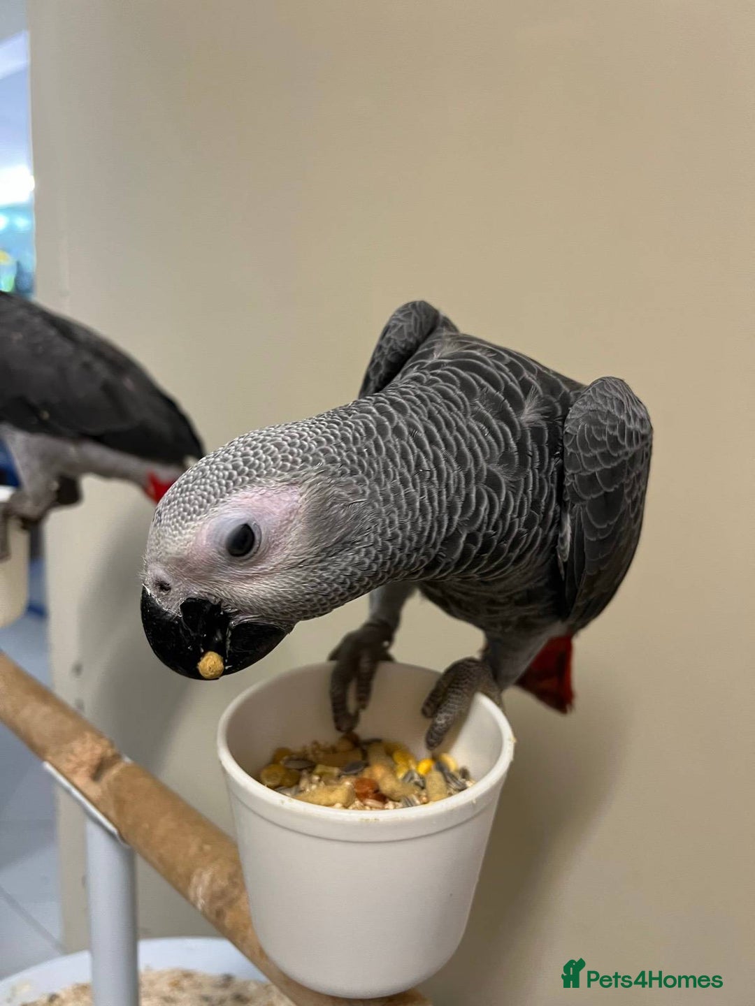 Parrots birds for sale: Hand Raised African Grey Parrots - Image 1
