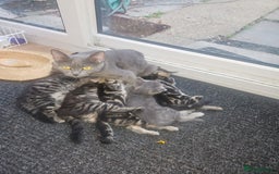 British Longhair cats for sale: Lovely kittens from super-sociable home! - Image 1
