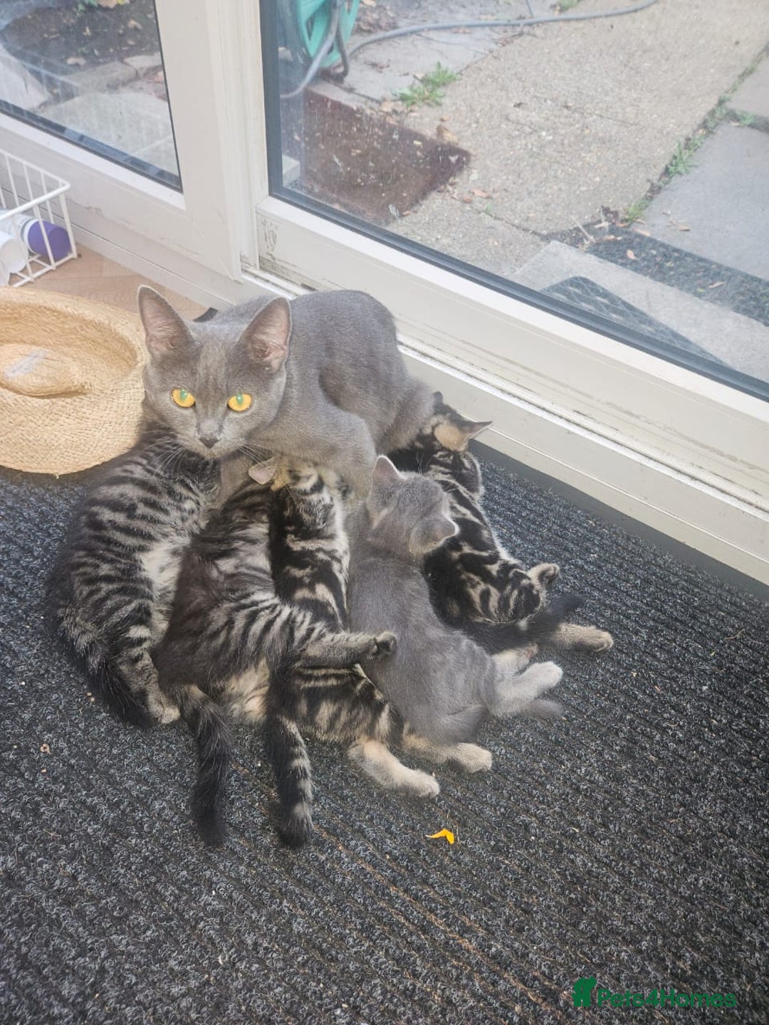 British Longhair cats for sale: Lovely kittens from super-sociable home! - Image 1