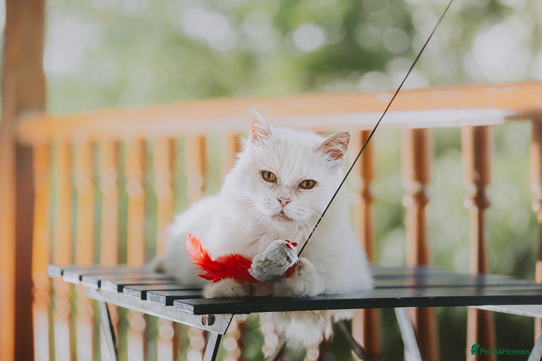 Persian cats for adoption: Agi, Persian and Carla, Persian cross, both aged 6 - Image 5