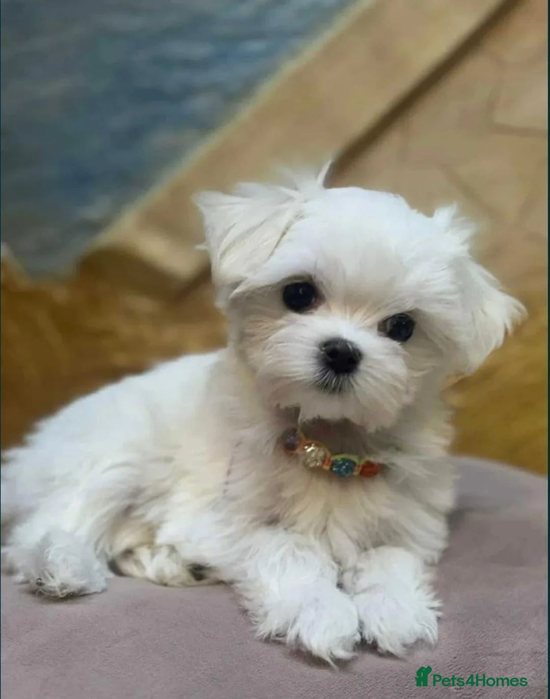 Maltese dogs for sale: Korean mini Maltese Boy  - Advert 10