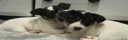 Jack Russell dogs for sale: Top Quality Jack Russell puppies  - Advert 9