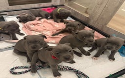Staffordshire Bull Terrier dogs for sale: KC Registered Staffordshire Bull Terriers - Image 1