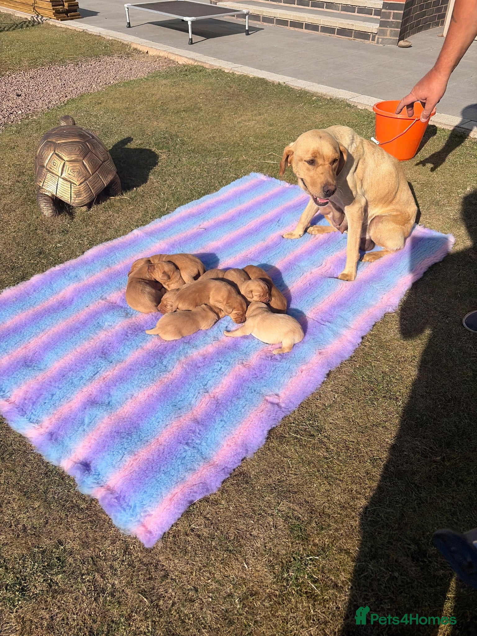 Labrador Retriever dogs Gorgeous Fox Red KC Reg Puppies  - Advert 4