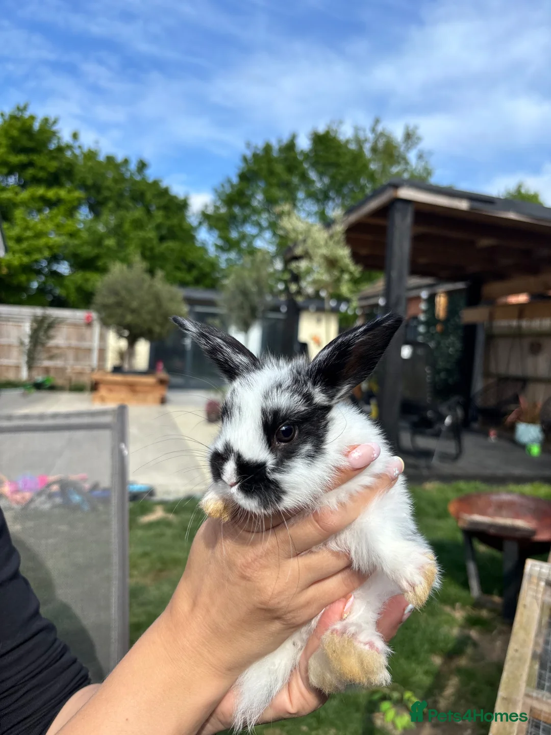 Mixed Breed rabbits for sale: Mixed breed rabbits  in Norwich - Advert 2