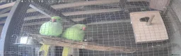 Ringnecks birds for sale: Breeding pair IndianRingneck - Advert 2
