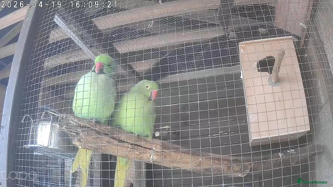 Ringnecks birds for sale: Breeding pair IndianRingneck - Advert 2