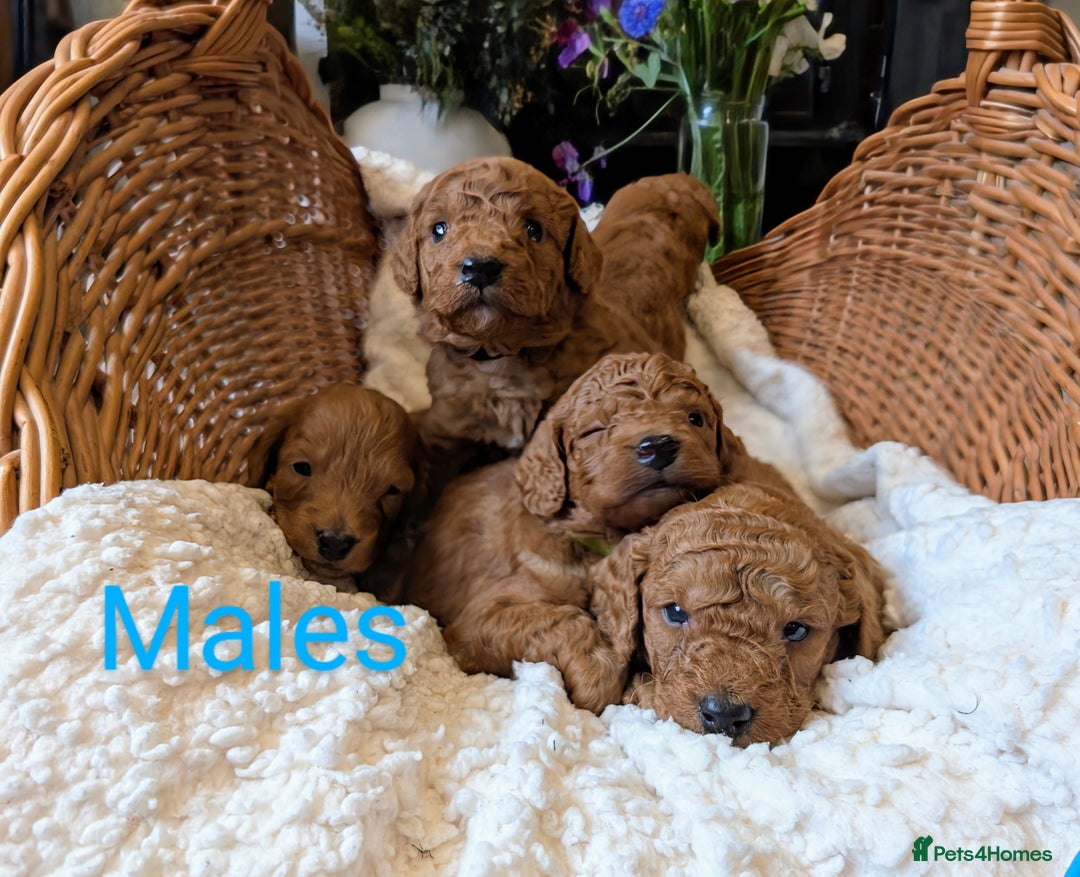Cockapoo dogs for sale: 🌟 F1b-toy-health tested-cockapoo puppies 🌟  in Droitwich - Image 9