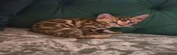 Bengal cats for sale: Bengal kittens ready for their forever homes  - Advert 13