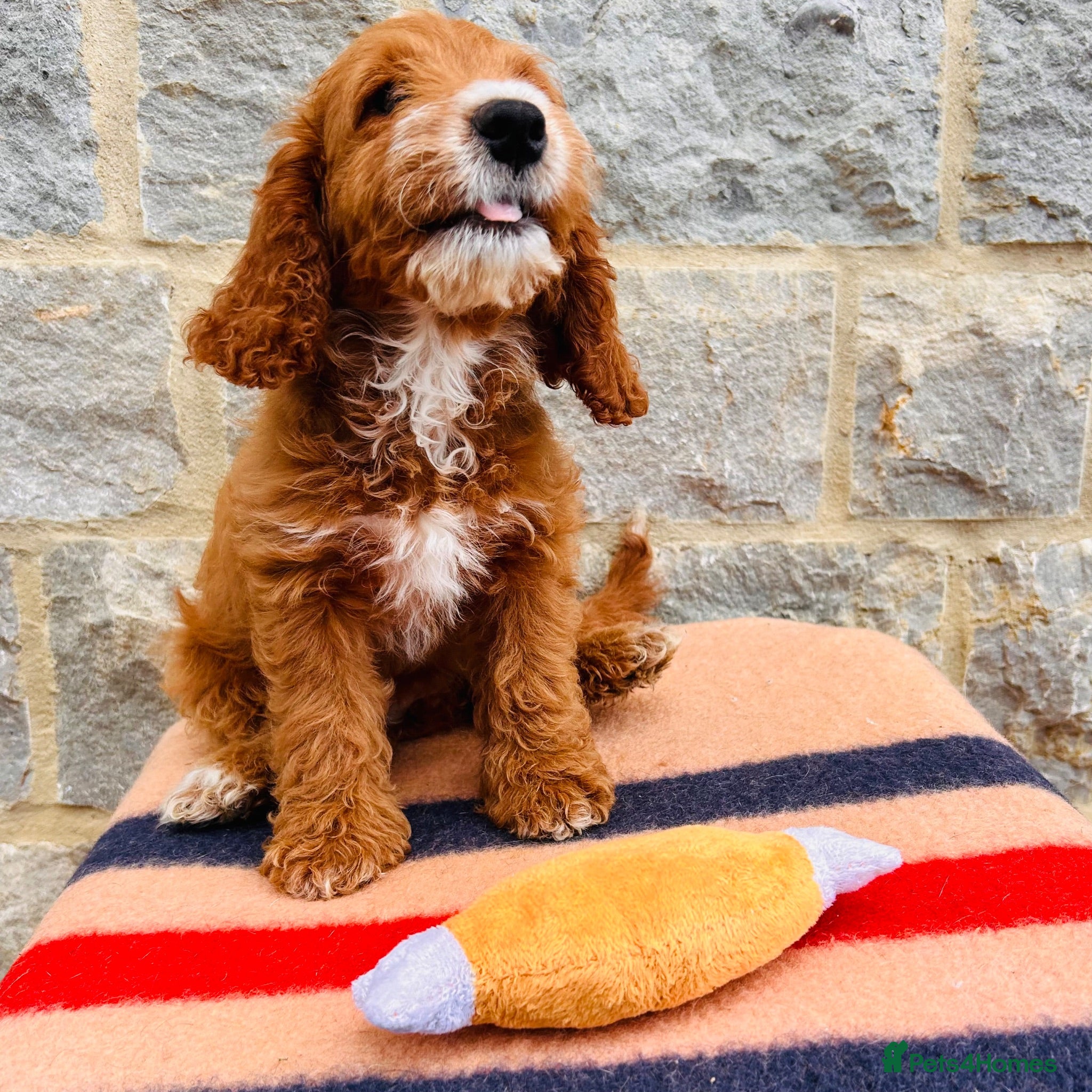 Cockapoo dogs 🧡💛 ADORABLE F1B COCKAPOO PUPPIES 💛🧡 - Advert 2