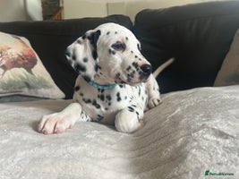 Dalmatian dogs - Advert 1