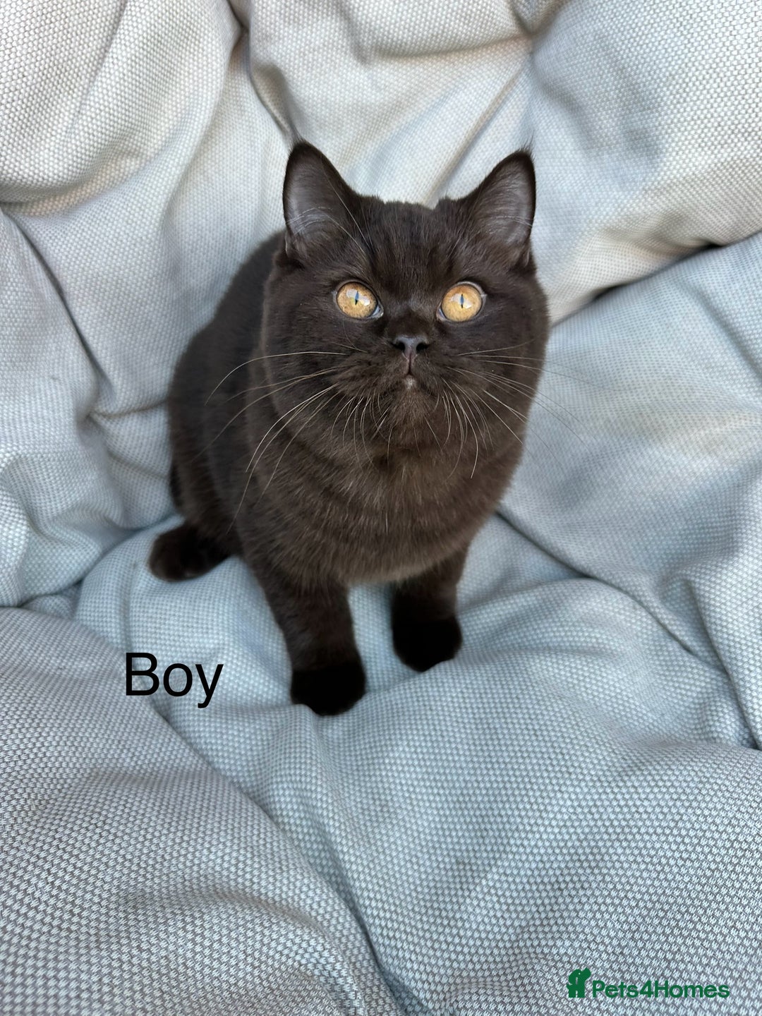 British Shorthair cats for sale: Ready British Shorthair Chunky Kittens - Advert 10