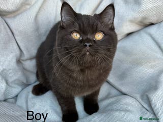 British Shorthair cats Ready British Shorthair Chunky Kittens - Advert 12