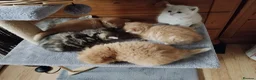Mixed Breed cats for sale: Tabby and blue tortie girls looking forever home  - Advert 15