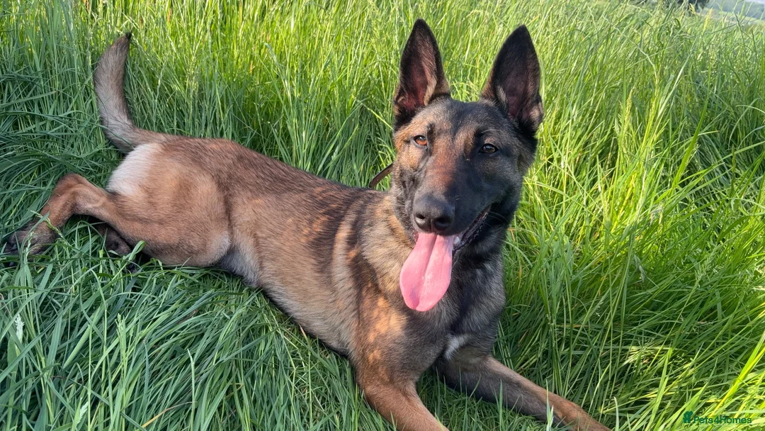 Belgian Shepherd Dog dogs for sale: 1 year old female Belgian malinos  - Advert 1