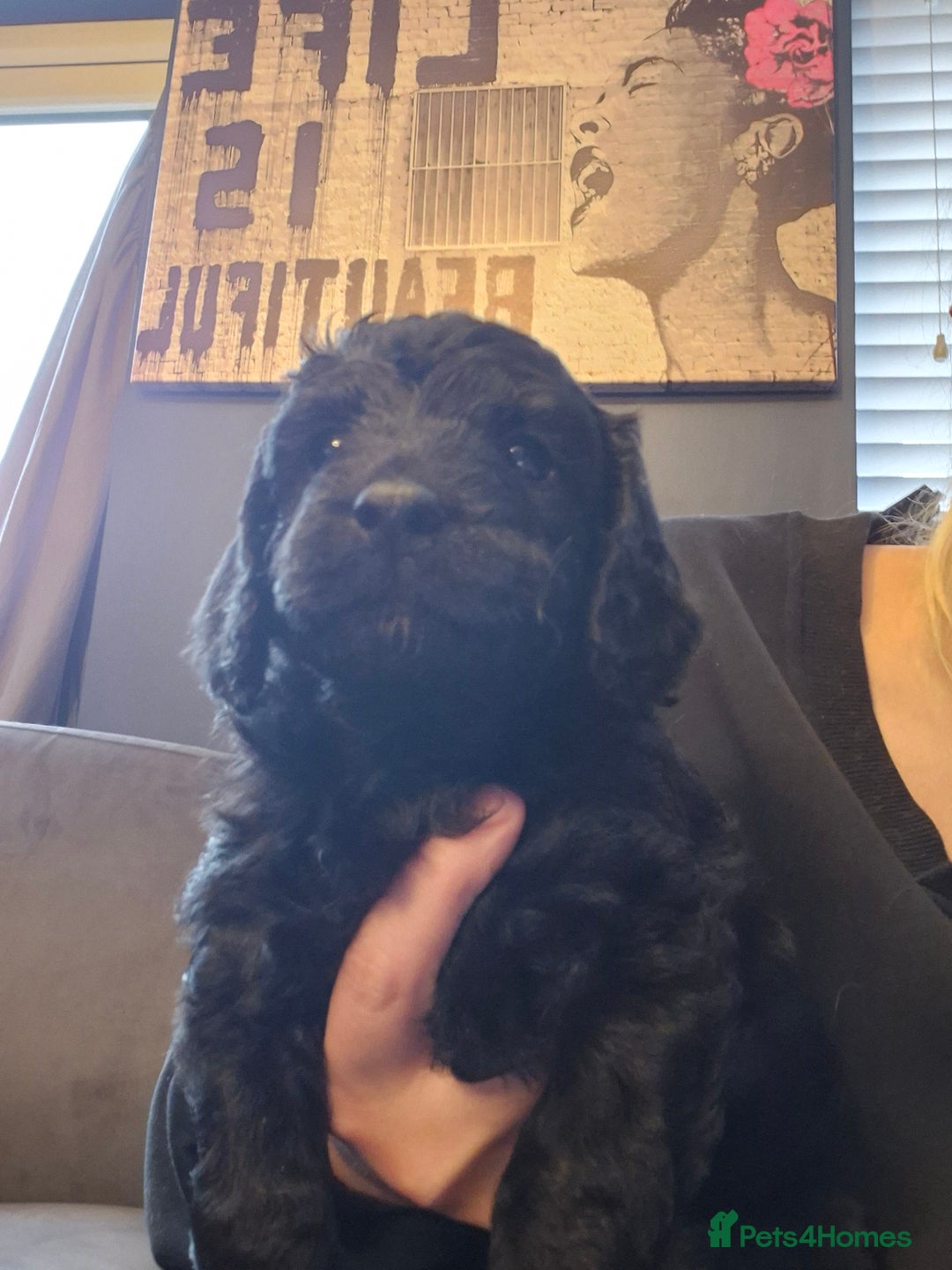 Cockapoo dogs for sale: F2 cockapoo puppies  - Image 4