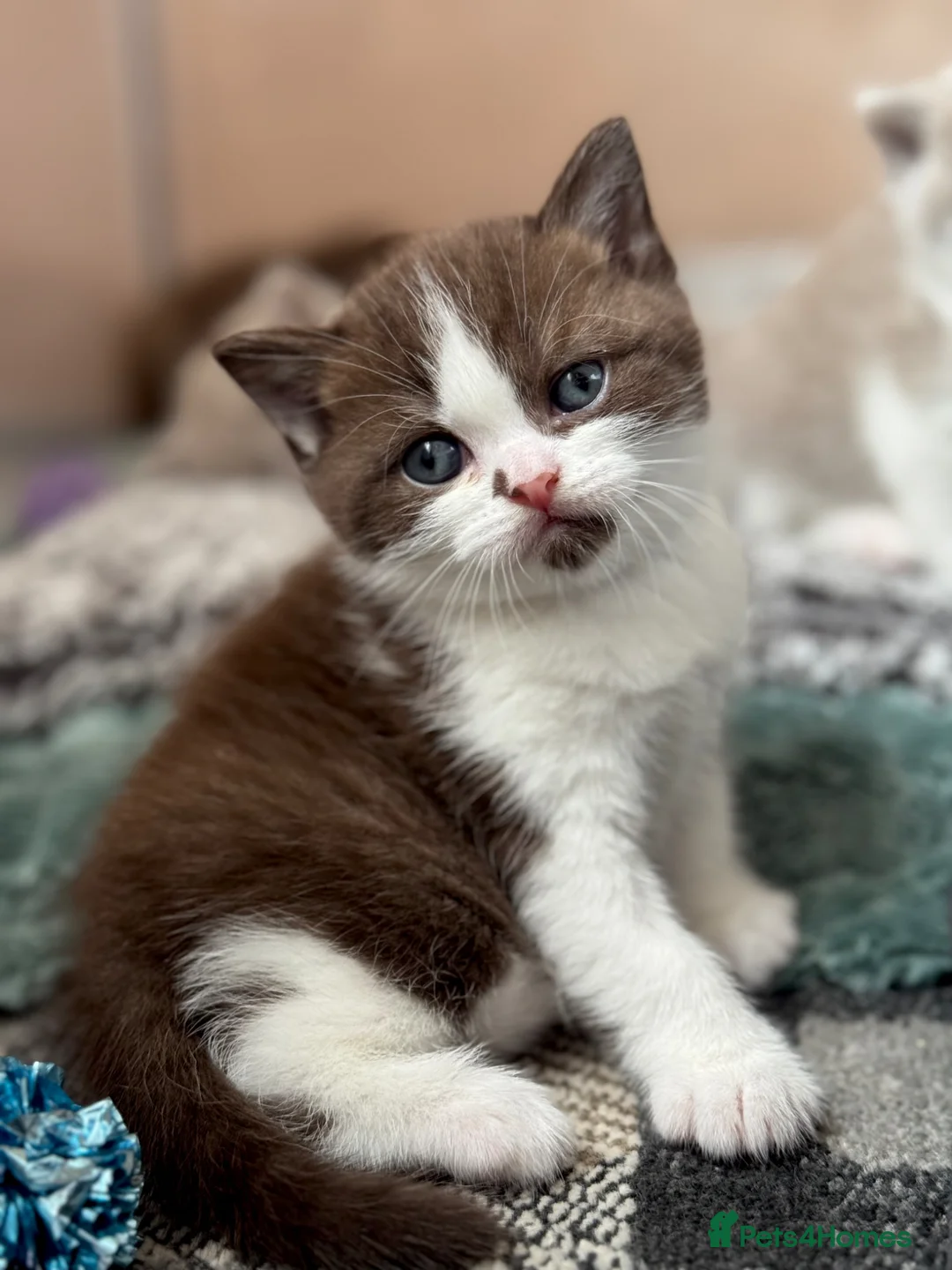 British Shorthair cats for sale: Chocolate bi boy BSH Kitten - Advert 1