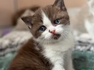 British Shorthair cats Chocolate bi boy BSH Kitten - Advert 5