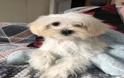 Maltipoo dogs for sale: maltipoo puppies for sale  - Image 6