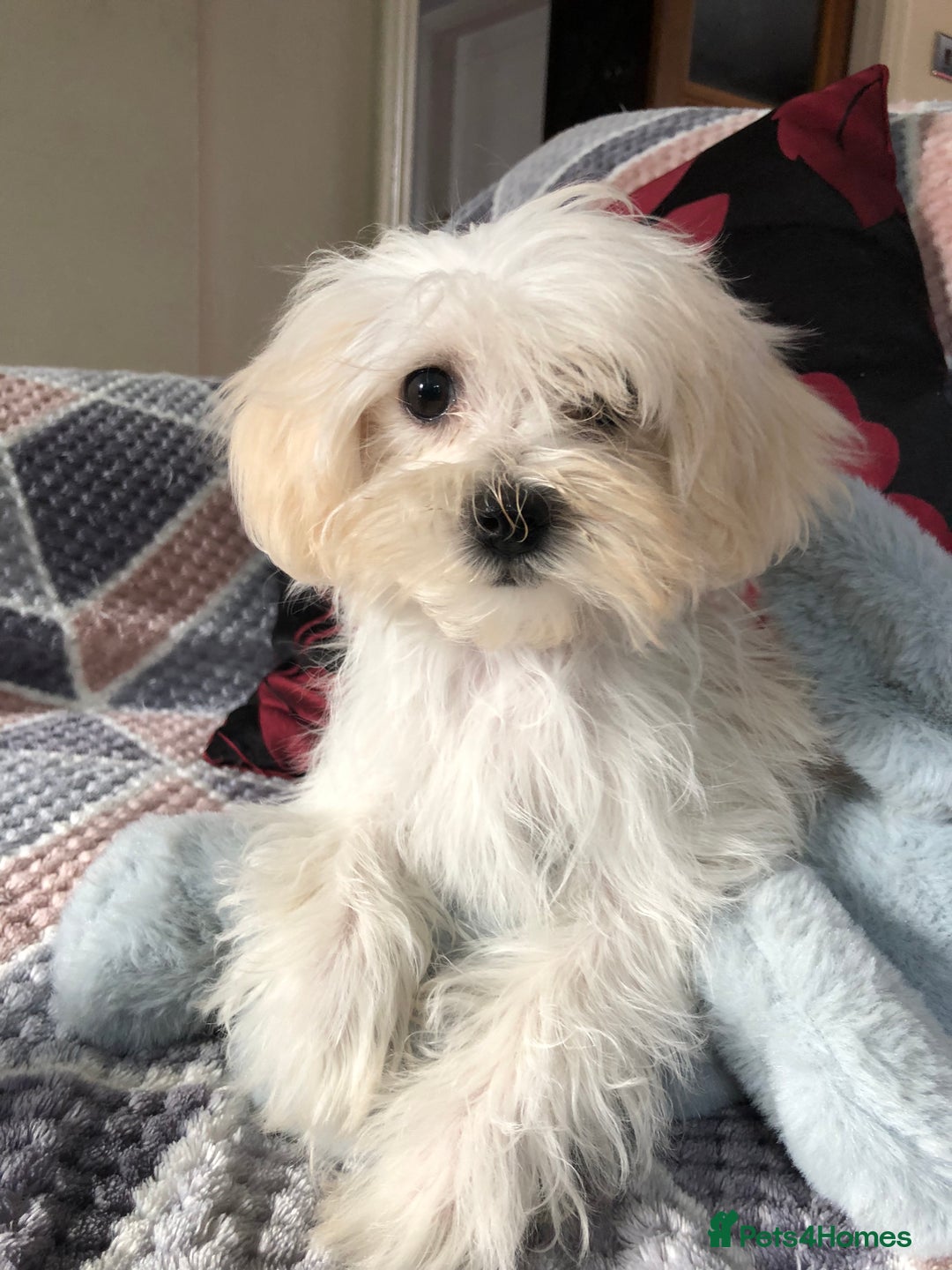 Maltipoo dogs for sale: maltipoo puppies for sale  - Image 6