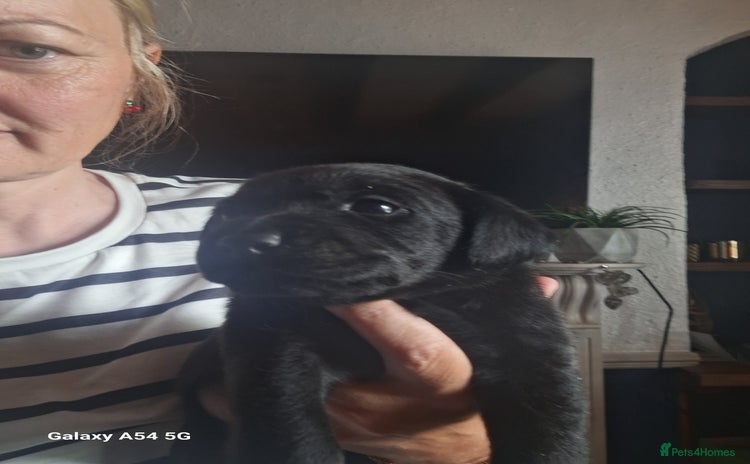 Labrador Retriever dogs - Advert 7