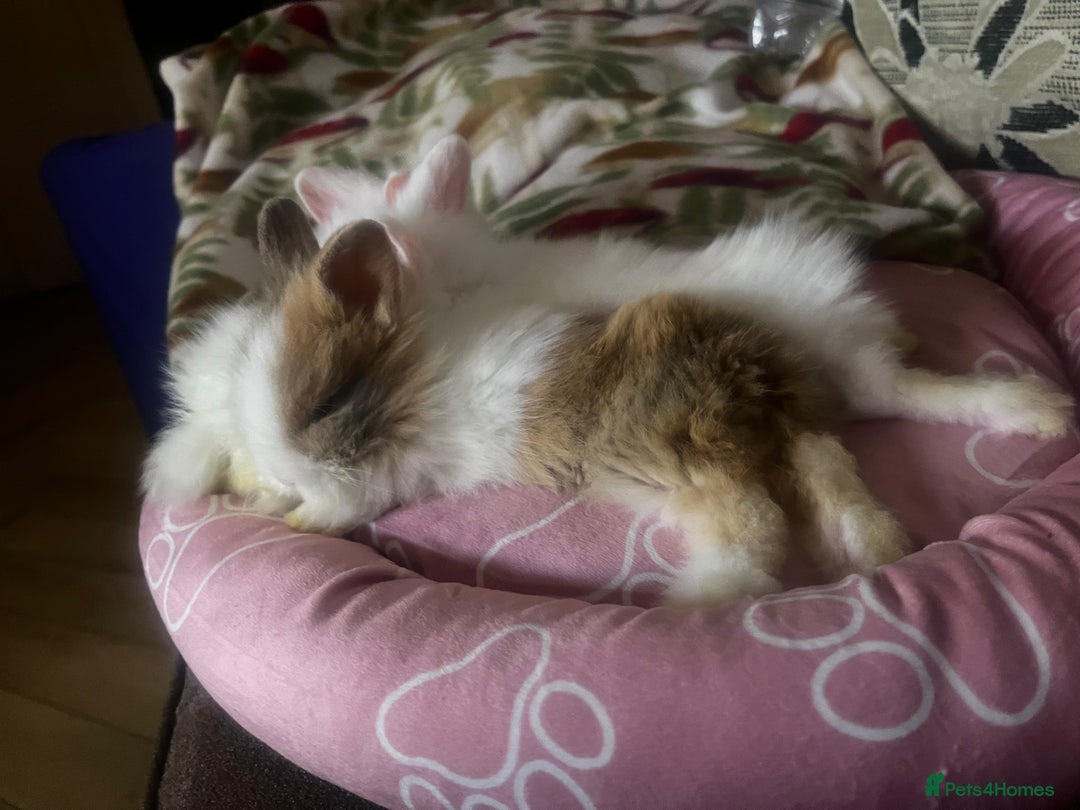 Lionhead rabbits for sale: Double-Maned Lionhead’s for sale 🐰❤️ - Image 12