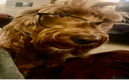 Cockapoo dogs for sale: Amazing F1b Cockapoos  - Image 1