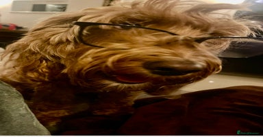 Cockapoo dogs Amazing F1b Cockapoos  - Advert 15