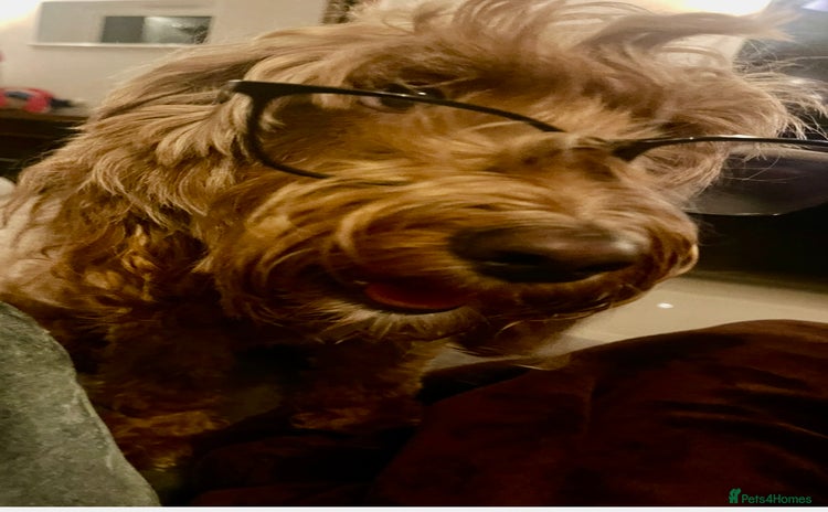 Cockapoo dogs - Advert 2