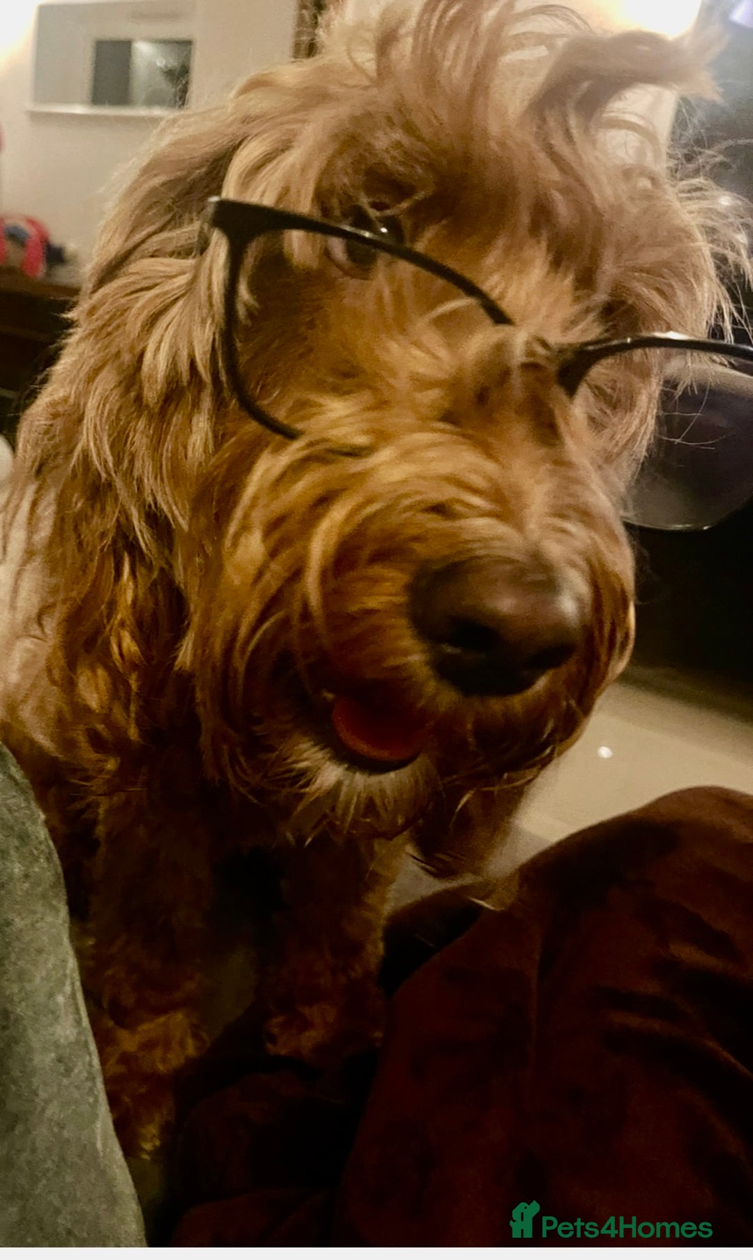 Cockapoo dogs for sale: Amazing F1b Cockapoos  - Image 1