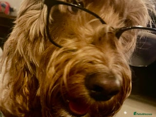 Cockapoo dogs - Advert 1