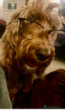 Cockapoo dogs - Advert 2