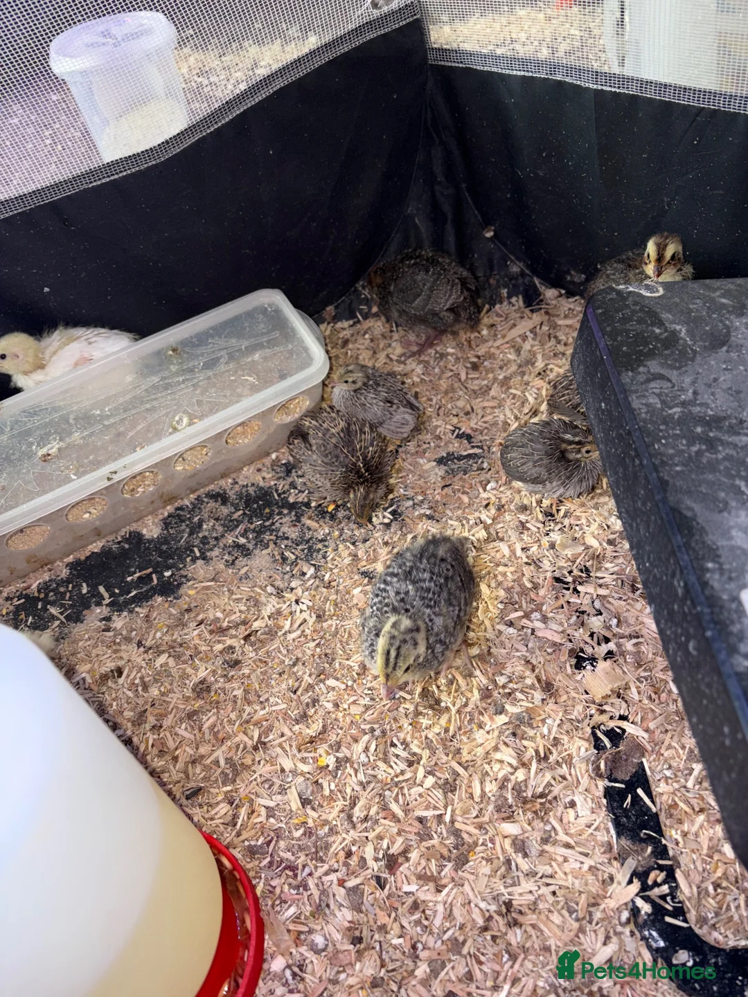 Quail poultry for sale: Quail  - Advert 6