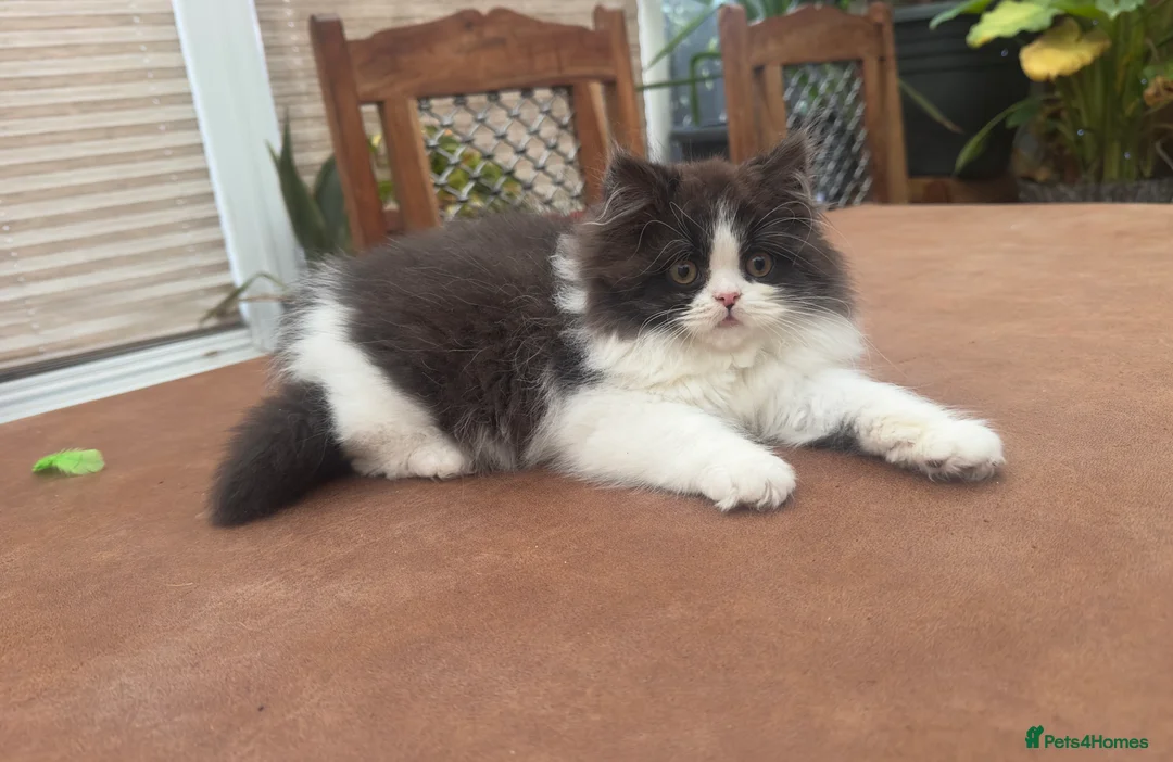 British Longhair cats for sale: British Boys - Advert 7