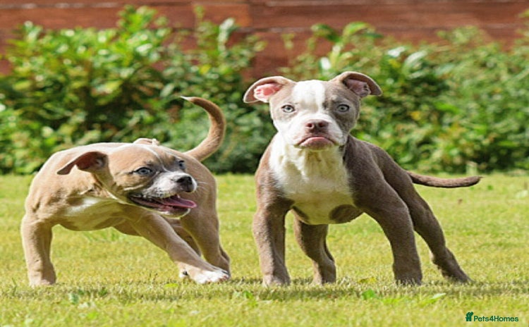 Olde English Bulldogge dogs - Advert 3