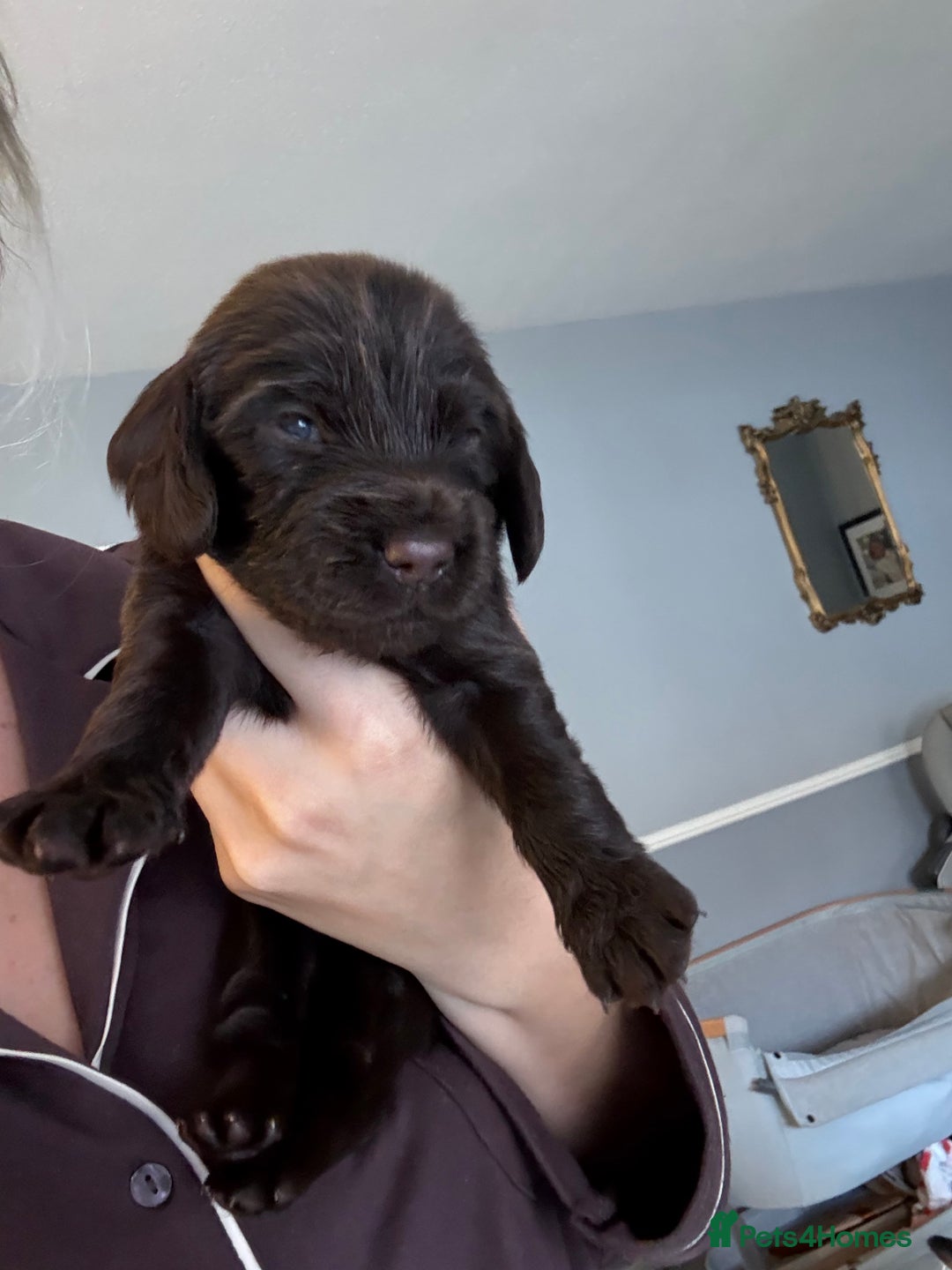 Cockapoo dogs for sale: F1B cockapoo puppies - Image 7